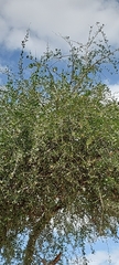 Balanites aegyptiaca