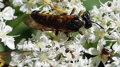 Tenthredo algoviensis