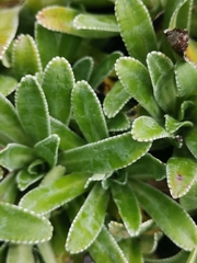 Saxifraga hostii
