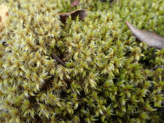 Racomitrium pruinosum