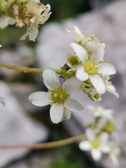 Saxifraga hostii