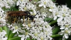 Tenthredo algoviensis