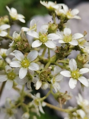 Saxifraga hostii