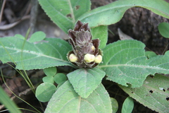 Gomphostemma strobilinum