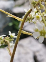 Saxifraga hostii