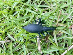 Carabus blaptoides blaptoides