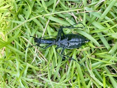 Carabus blaptoides blaptoides