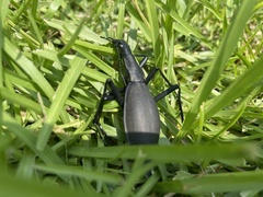 Carabus blaptoides blaptoides