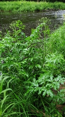 Cicuta virosa