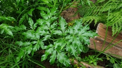 Cicuta virosa
