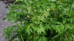Cicuta virosa