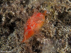 Plocamopherus maderae