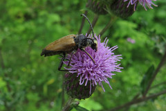 Lepturini