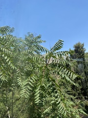 Ailanthus altissima