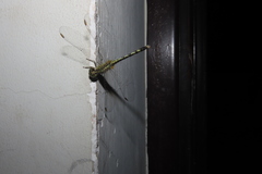 Diplacodes trivialis