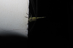 Diplacodes trivialis