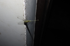 Diplacodes trivialis