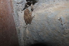 Polypedates maculatus