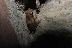 Polypedates maculatus