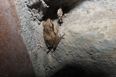 Polypedates maculatus