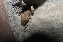 Polypedates maculatus