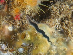 Pterocirrus
