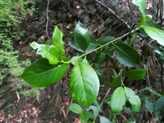 Chiococca pachyphylla