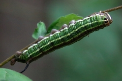 Sphinx morio arestus