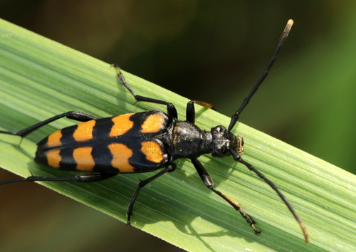 four-banded longhorn beetle
