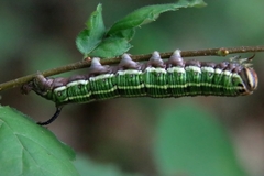 Sphinx morio arestus