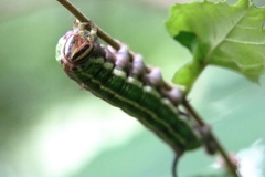 Sphinx morio arestus