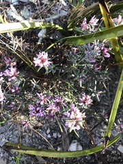 Amphithalea ericifolia