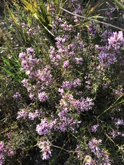 Amphithalea ericifolia