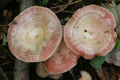 Lactarius subpurpureus