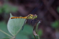 Sympetrum eroticum