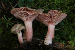 Lactarius subpurpureus