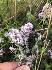 Amphithalea ericifolia