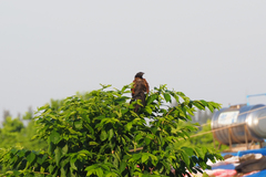 Centropus bengalensis