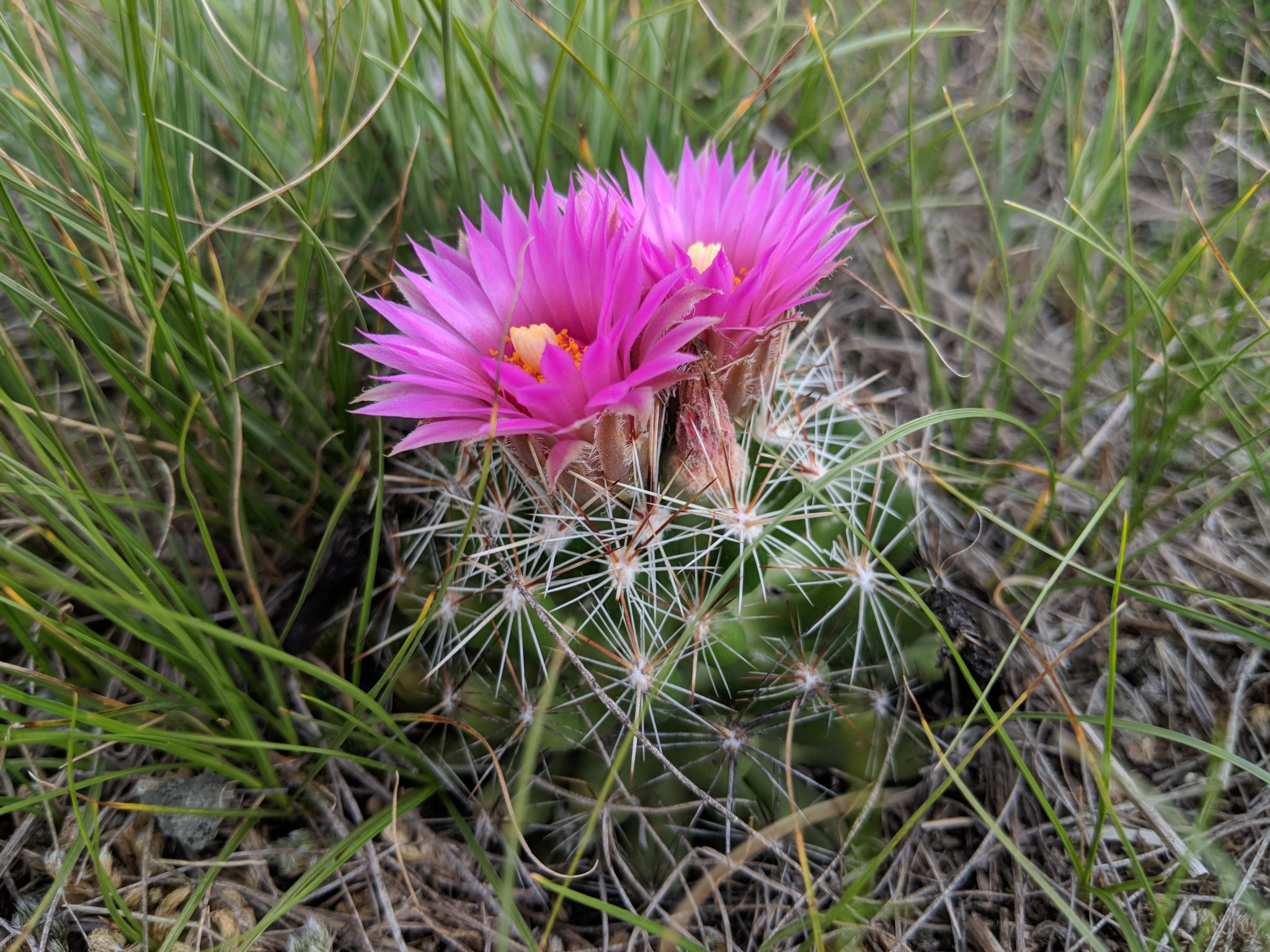 Escobaria vivipara