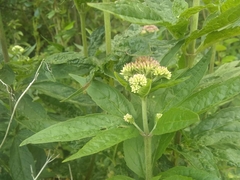 Eupatorium cannabinum