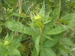 Eupatorium cannabinum