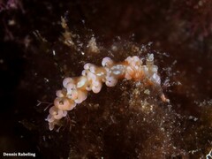 Spurilla neapolitana