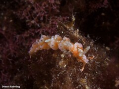 Spurilla neapolitana