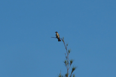 Pycnonotus sinensis hainanus