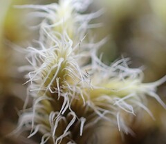 Racomitrium pruinosum