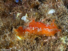 Plocamopherus maderae
