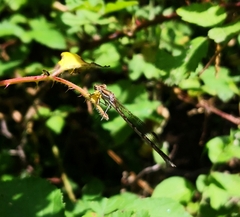 Sympecma fusca