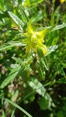 Rhinanthus glacialis