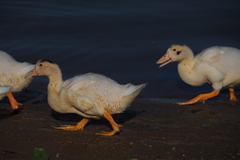 Anas platyrhynchos domesticus