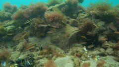 Trachinops caudimaculatus